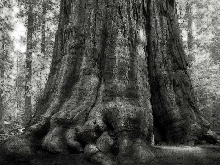 The General Sherman, a giant sequoia in Sequoia National Park, California, is probably the most famous tree in North America.