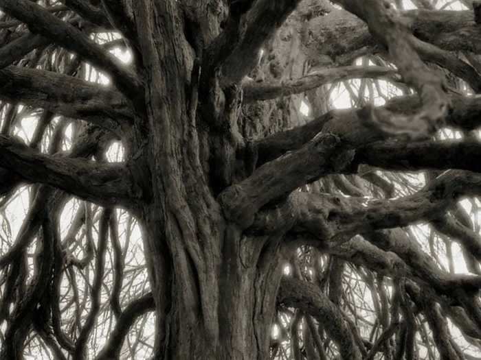 The Whittingehame Yew in East Lothian, Scotland, is said to be over 1,200 years old.