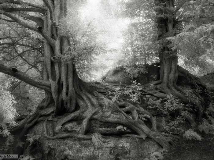 The yew trees of Wakehurst Place in West Sussex, England, have been dated as far as the year 1391.