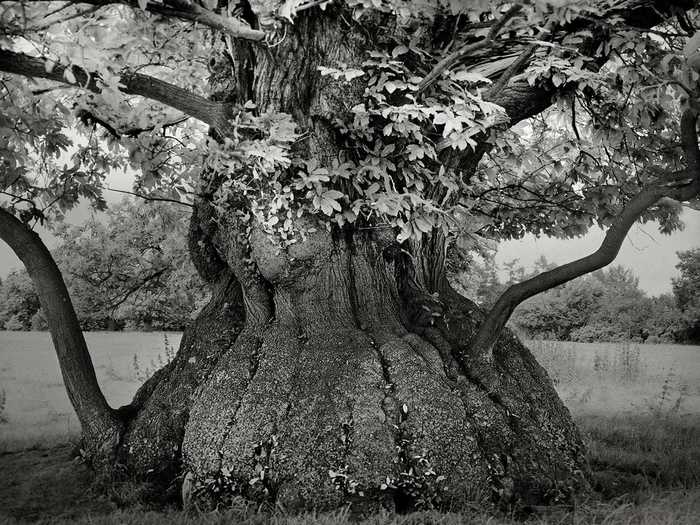 This massive chestnut tree is on the grounds of the Croft Castle in Herefordshire, England.