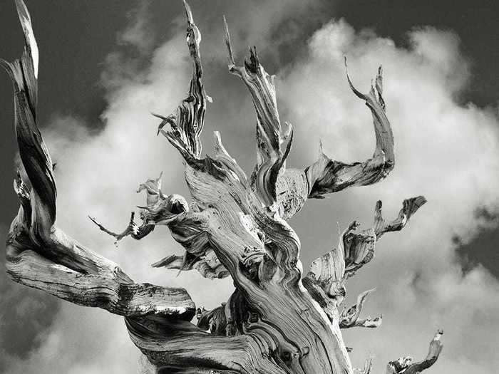 This ancient bristlecone pine high up in the White Mountains is over 4,000 years old.