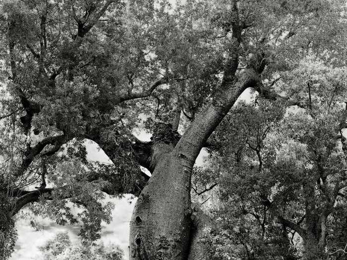 Another pair of baobabs have grown in a rare intertwining way, giving them the name "The Lover Baobabs."