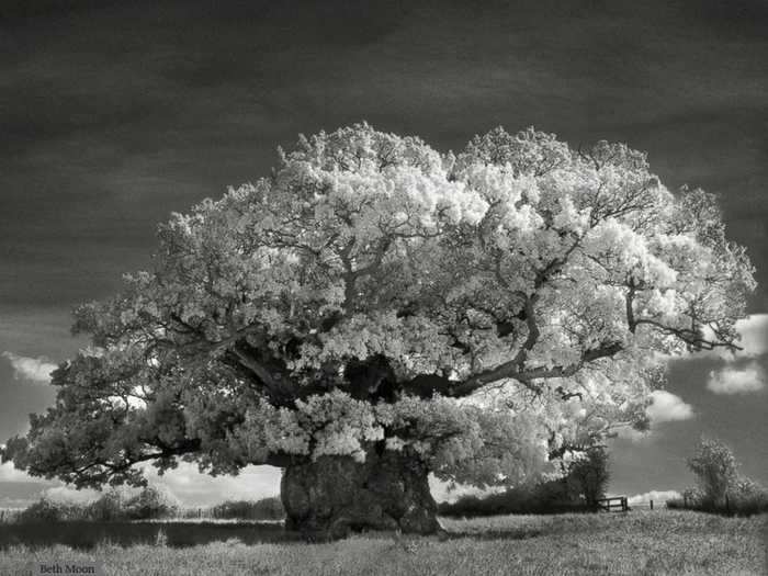 The Bowthorpe Oak in Lincolnshire, England, is thought to be England