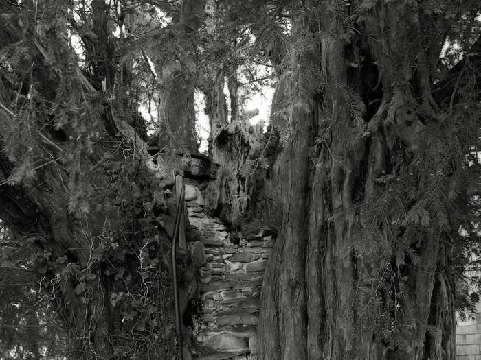 This tree, another ancient yew, grows in the churchyard of a small parish church in rural Wales.