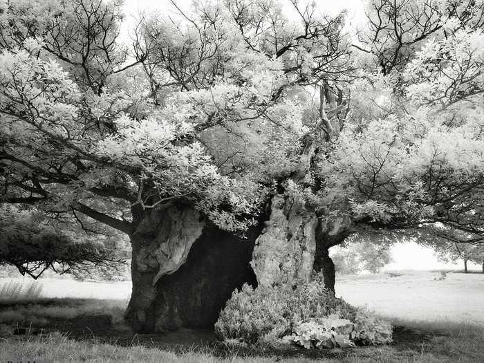 The Queen Elizabeth Oak is an ancient tree growing near Cowdray Park in England.