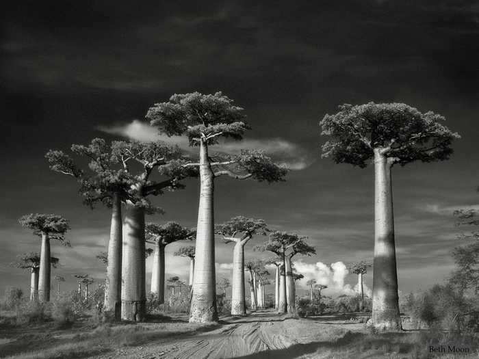 One of the most popular attractions in Madagascar, the Avenue of the Baobabs, is a dirt road flanked by about 25 Baobab trees.