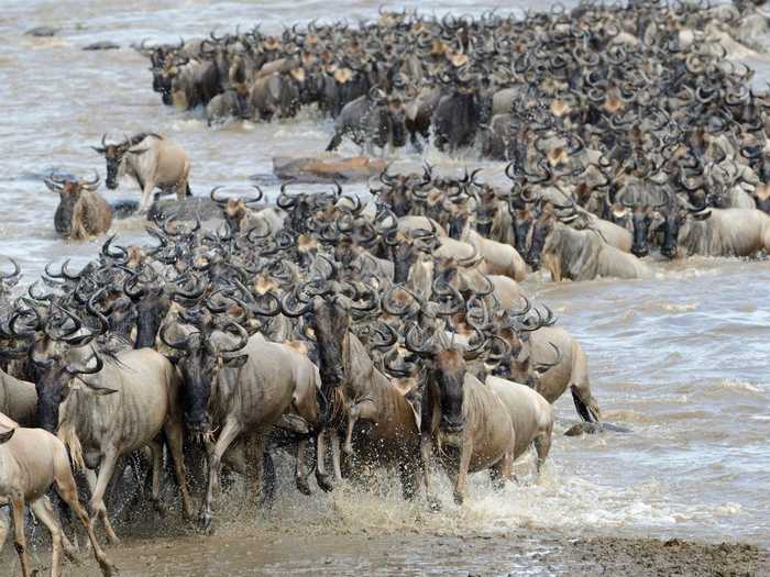 This migration is the largest animal migration in the world, in which millions of animals like wildebeest, zebras, and gazelles stampede from Tanzania to Kenya every year.