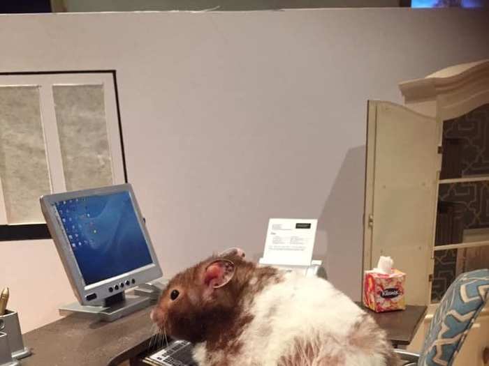 It took her four days to create this scene of a hamster working from home.