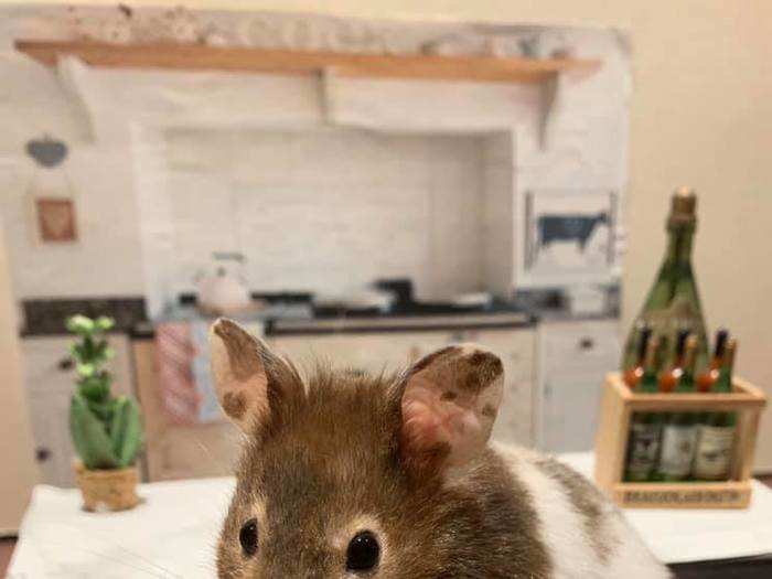 To get her hamsters to pose for the camera, she has a couple of foolproof tricks.