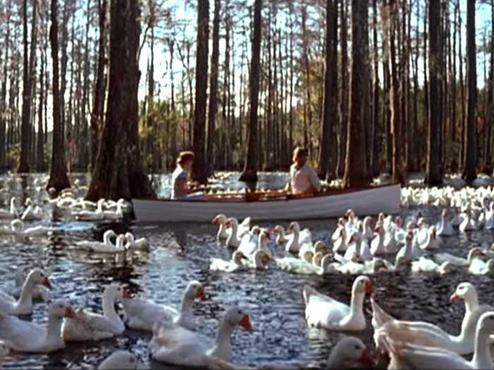 The crew raised the swans from the boat scene on location so the birds would feel more familiar with the area.