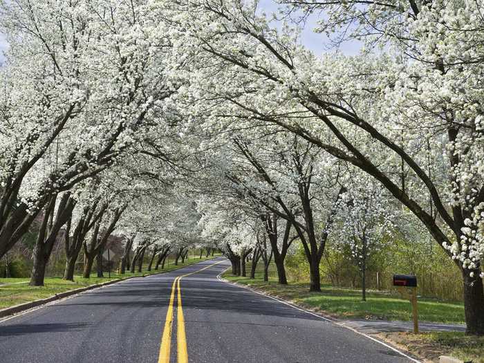 New Jersey: Spring Road