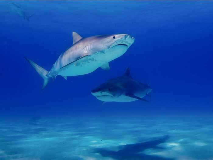 Tiger sharks are hunted for their fins, flesh, skin and livers, and they have low repopulation rates, according to National Geographic.