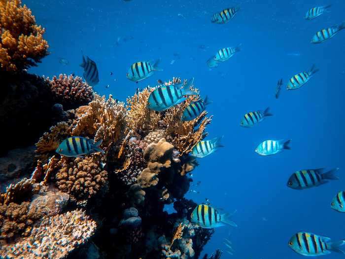 The coral reefs found in the Red Sea are known for their extraordinary heat tolerance and resistance to rising sea temperatures.