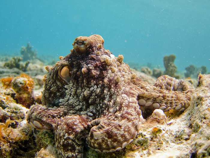 Octopuses have a range of tricks to thwart attackers.