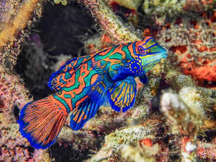 Mandarin fish are beautiful, but don