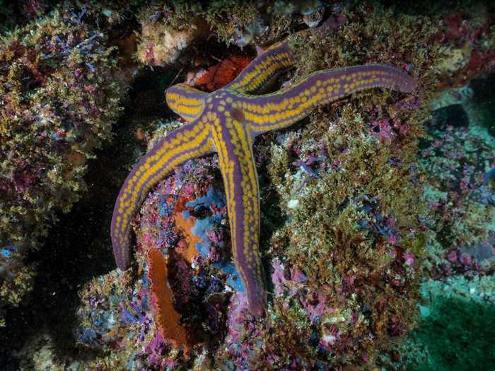 Sea stars can live up to 35 years.