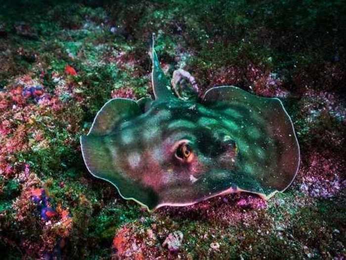 Many species of stingrays are endangered.