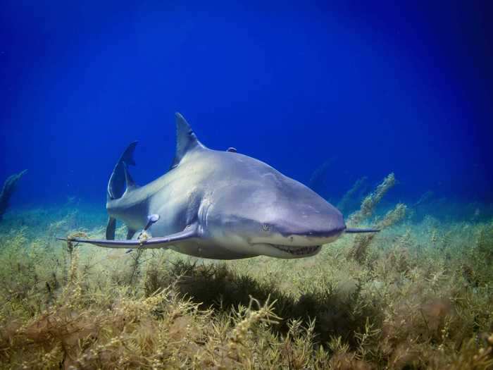 Lemon sharks are recognizable by a distinct yellow tint to their skin.