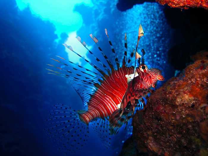 Lionfish are a carnivorous species of fish native to the South Pacific and Indian Oceans.