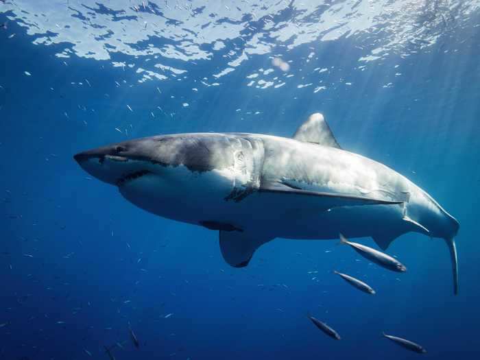 Great white sharks are the largest predatory fish on Earth. They grow to an average of 15 feet long.