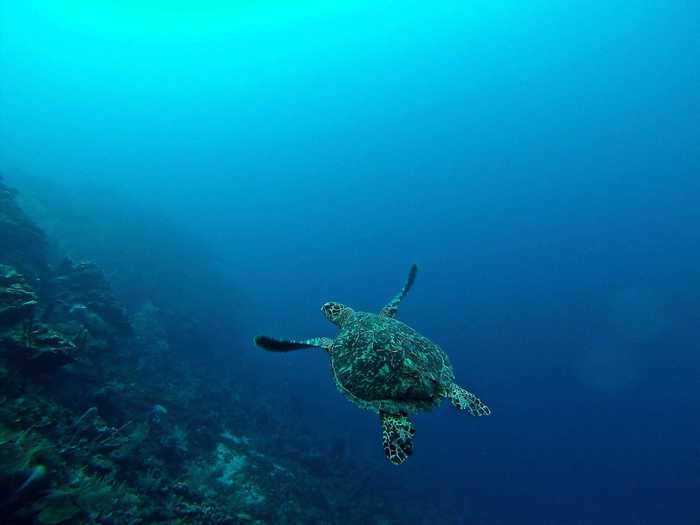 Six of the seven sea turtle species are deemed threatened, endangered, or critically endangered, according to National Geographic.