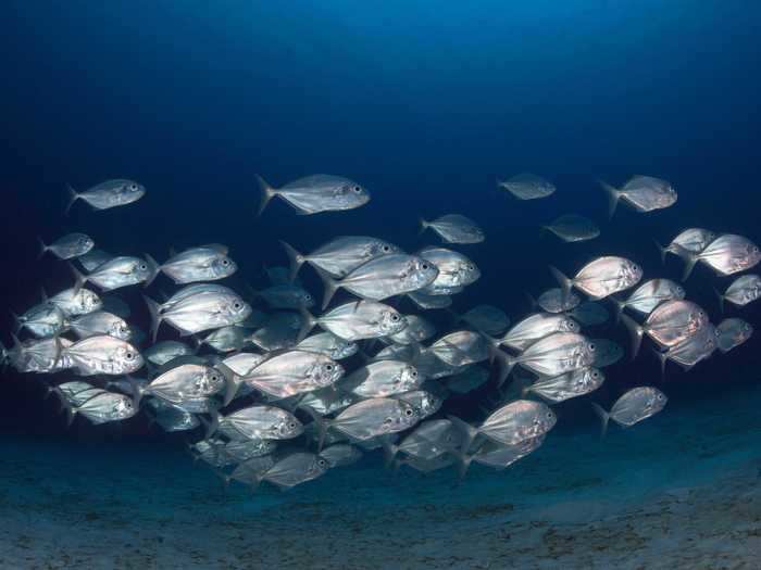 Fish swim together in shoals to protect themselves from predators.