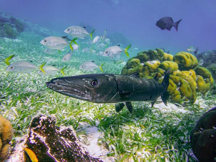 Barracudas are one of the fastest fish in the sea and can swim up to an estimated 36 miles per hour.