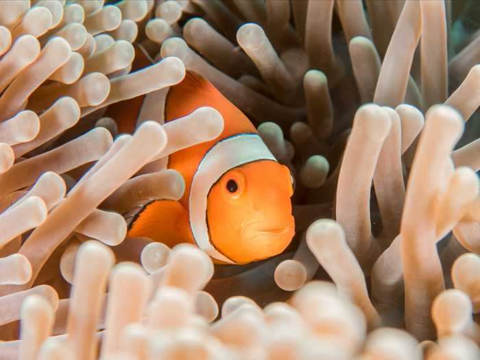 Clownfish are mainly found around stinging anemones. They have developed a special immunity to the stings.