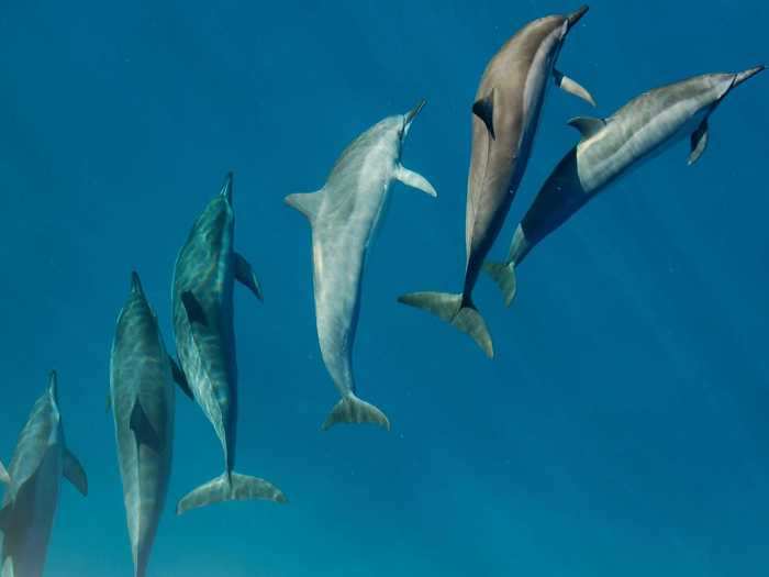 Spinner dolphins can spin multiple times in one leap, reaching up to 10 feet above the surface, according to National Geographic.