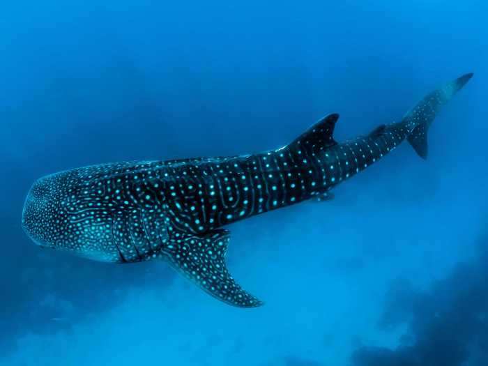 Whale sharks are the largest sharks, and they are currently listed as an endangered species.