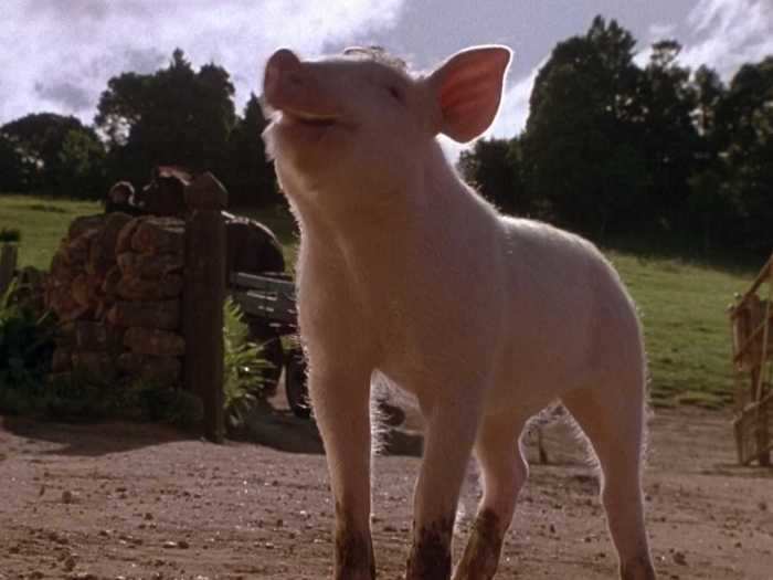 "Babe" follows the adventures of a pig who decides to become a sheep herder.