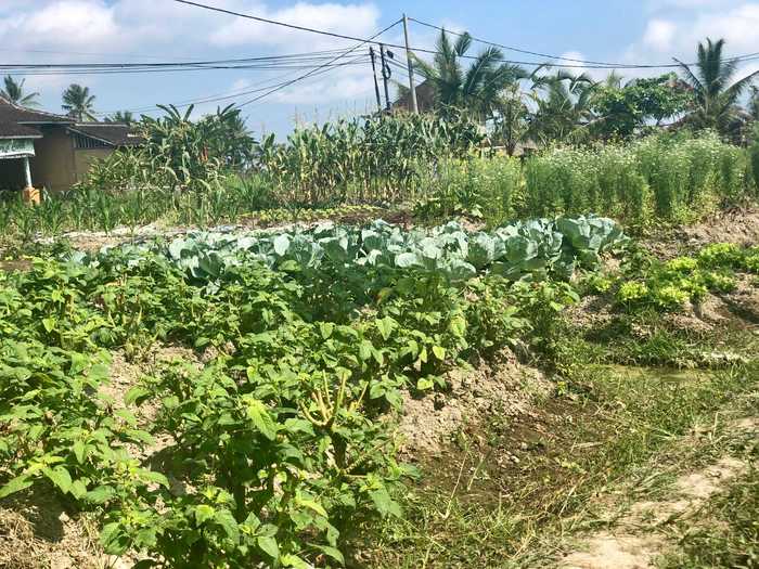 I also got to explore the farm crop by crop.