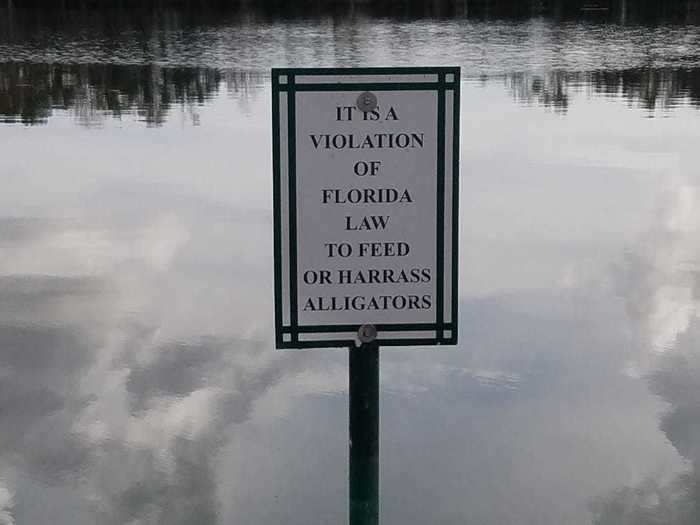 There are even signs warning people not to feed the alligators, who hang out around the lake anyway.