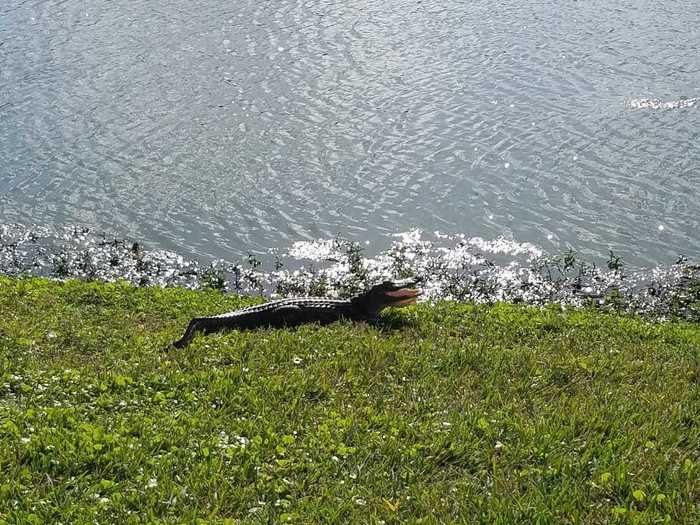 These walks have led to many alligator, squirrel, and raccoon sightings.