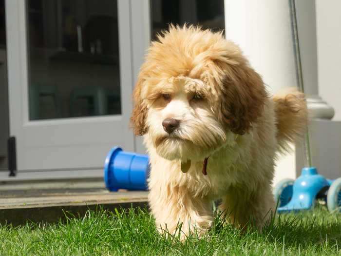 Avoid bringing your pet outside for extended periods of time when the temperature is high.