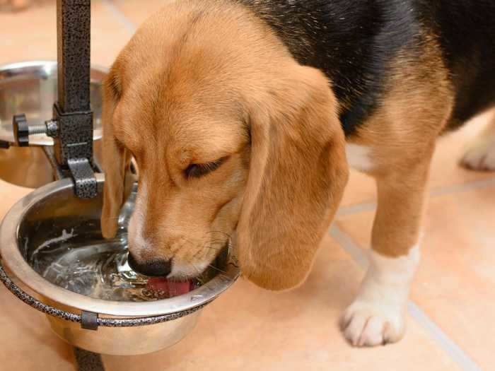 Never take your pet on an outdoor adventure without bringing plenty of water.