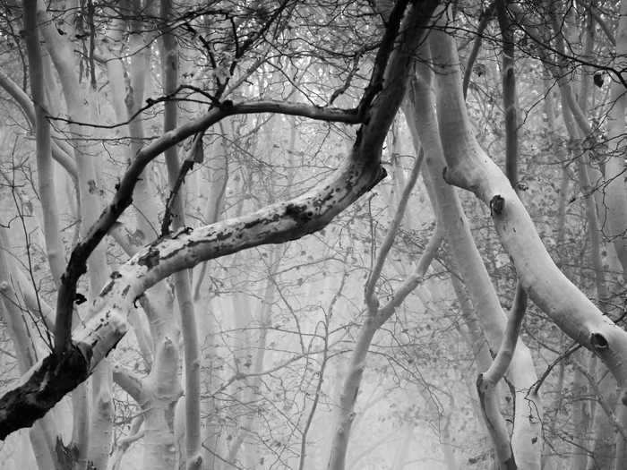 Anna Niemiec was awarded second place in the black-and-white category for "The Silent Witness."