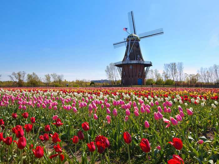 MICHIGAN: Fields of flowers in Holland