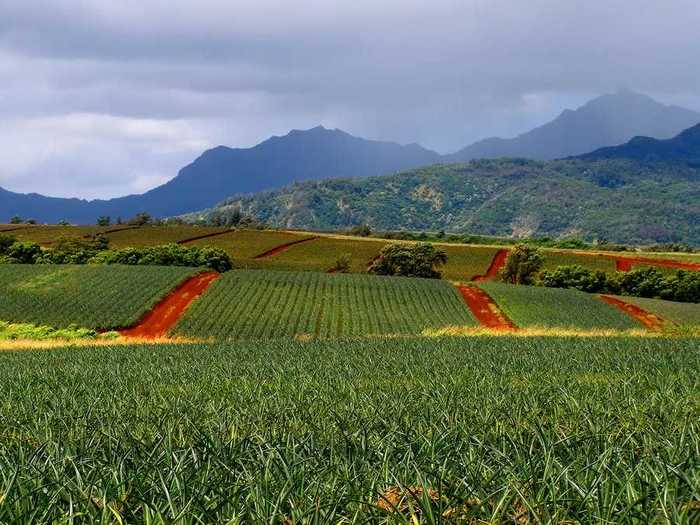 HAWAII: Pineapple fields in Honolulu County