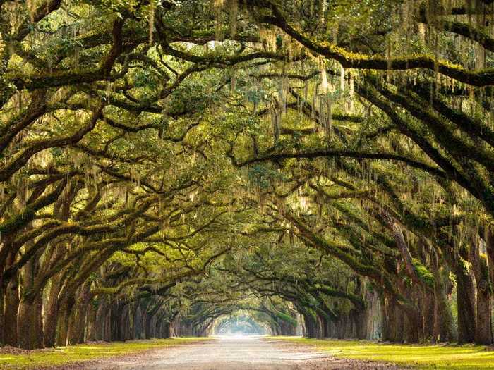 GEORGIA: Oak trees near Savannah