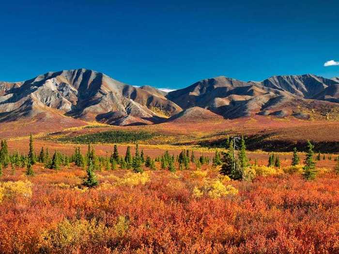 ALASKA: Denali National Park near Talkeetna