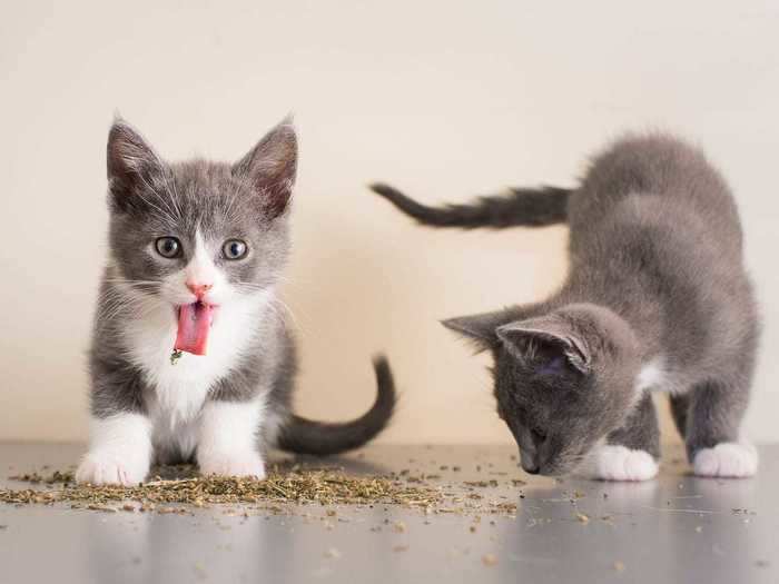 With a "revolving door" of foster kittens, Marttila has no shortage of adorable subjects for his photographs.