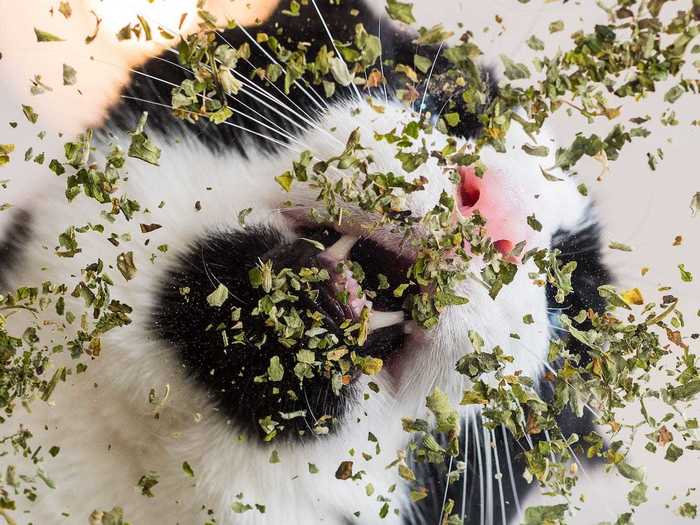 If catnip is present, the results are bound to be amusing.