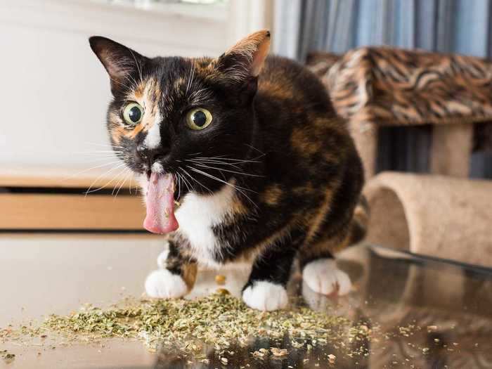 So he decided to photograph dozens of cats and their hilarious reactions to catnip.