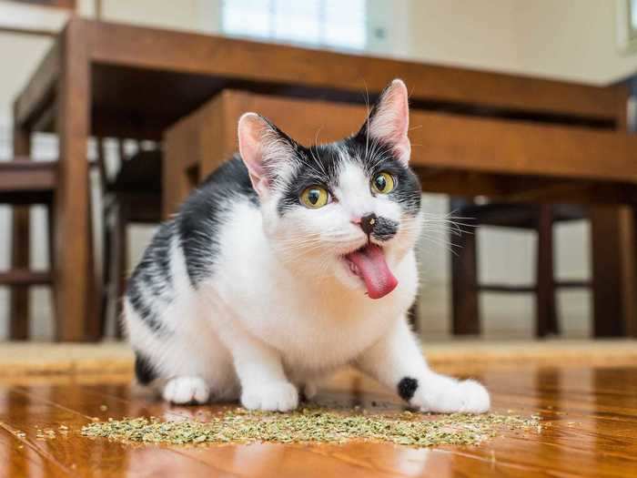 Friends and strangers online got a kick out of the early catnip photos he took.