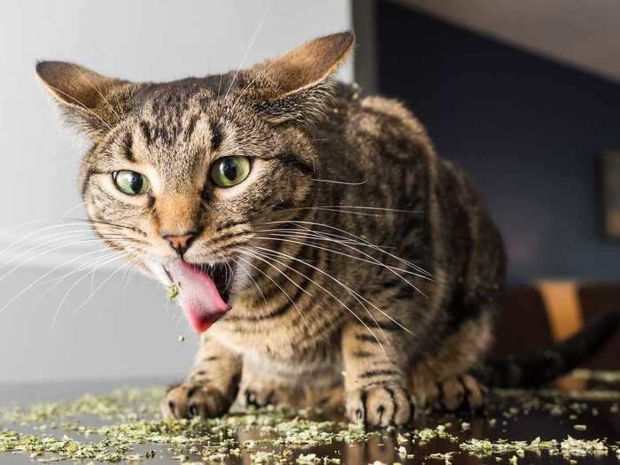 Marttila came up with the "Cats on Catnip" concept about four years ago.