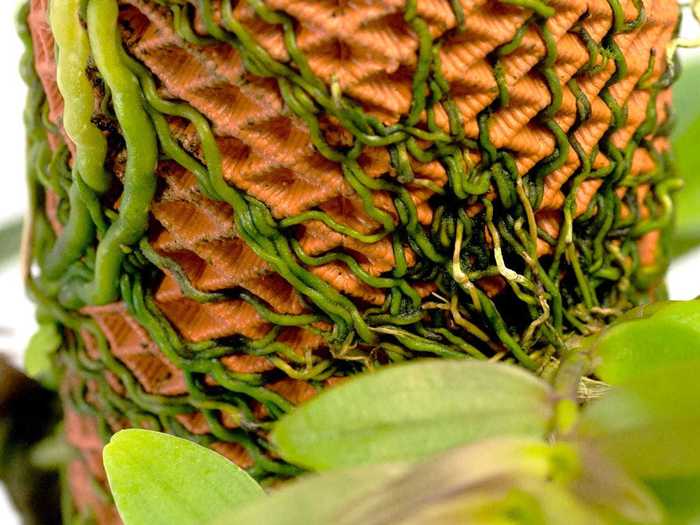 The roots slowly latch onto the surface and adopt the shape of the planter