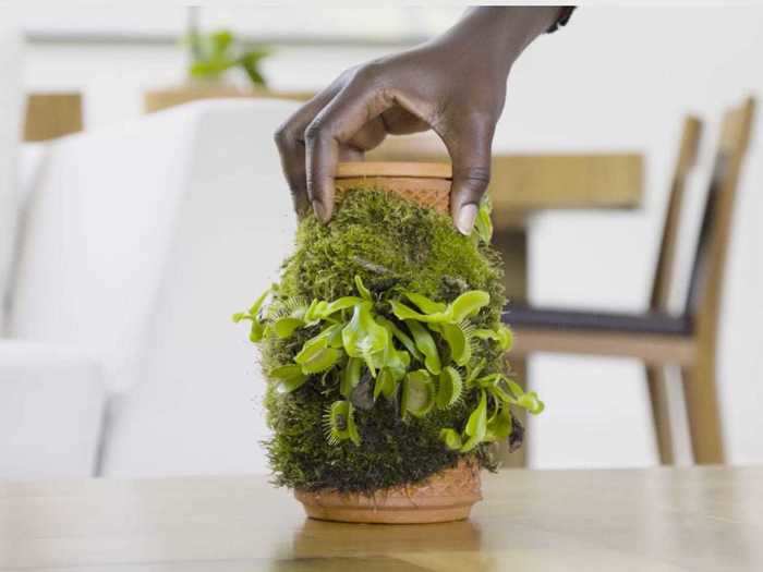 You can choose from a variety of plants — like grass, chia, orchids, moss, or even a Venus flytrap — to grow on the planter.