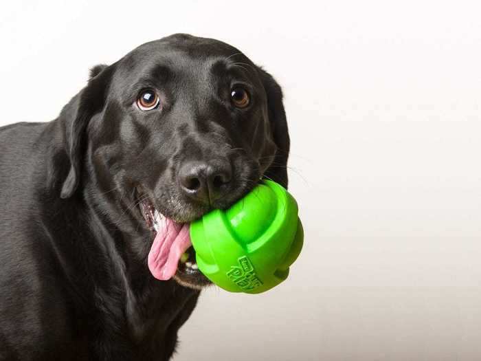 A squeaky ball for dogs who are highly motivated by play