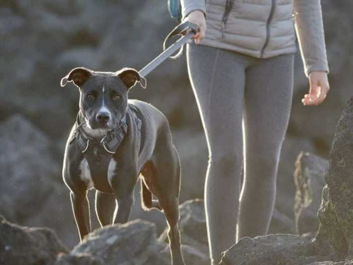 A comfortable harness with leash attachments at the chest and back